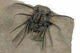 Fantastic, Spiny Dicranurus Trilobite - Lghaft, Morocco #350538-1
